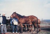 ����� (YANGYANG DAERO) ����