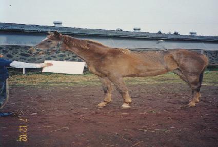 �����Ҹ� ����