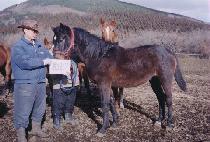 ��ȫ�� (DAEHONGDAN) ����