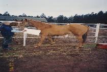 ���޽� (SMASHING) ����