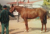 ������ؼ� (WISE ANSWER) ����