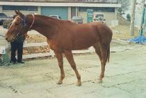 ��ƿ (STEAL) ����