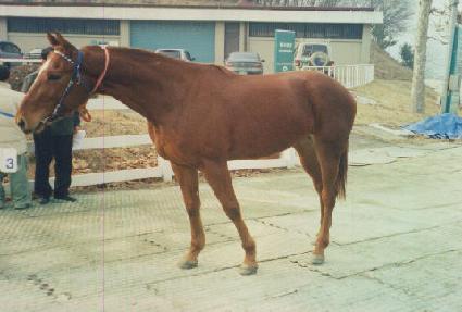 ��ƿ ����