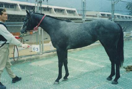 ����� ����