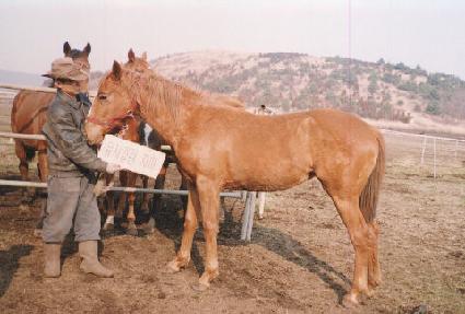 �������� ����