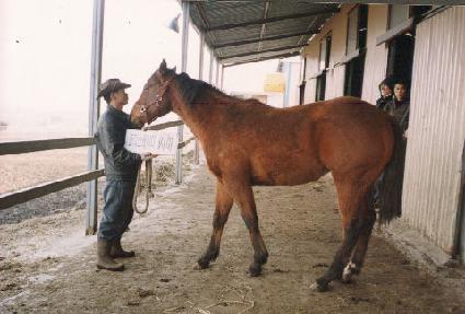 ������� ����