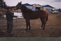 ��Ʈ���� (PORT WARD) ����