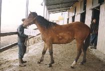 ��õ�� (BICHEONWANG) ����