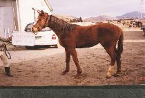 ����Ǻ� (HUIMANGUI BIT) ����