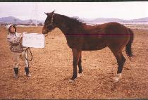 ����� (DANGDAEHAN) ����