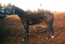 ���丣 (HECTOR) ����