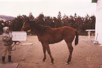 ���������� (WONDERFUL WINNER) ����