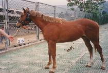 ������ (NEW LEADER) ����