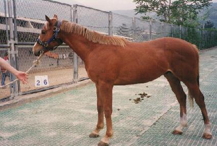 ������ ����