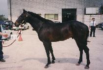 ����Į�Ŀ� (MAGICAL POWER) ����