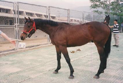 ���������� ����