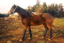 ���ξ� (GODUAM) ����