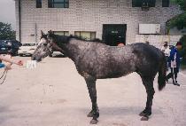 ����Ŀ�� (EASY COMER) ����