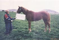 ���ŵ� (DANGDAE SINDONG) ����