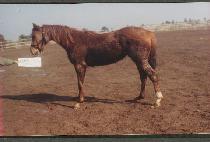 ���νð� (NUNBUSIGE) ����