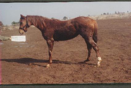 ���νð� ����