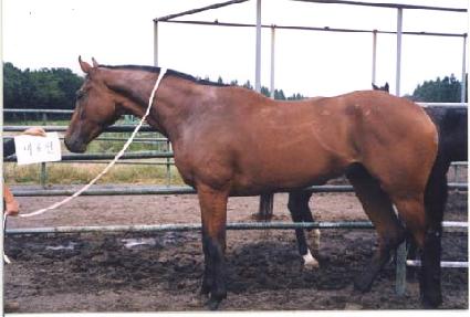 ��ȣõ ����