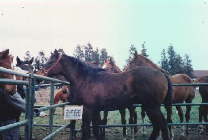 �������� ����