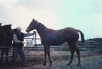 ���� (VEGA) ����