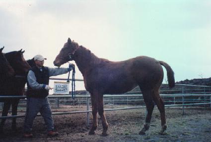 ���� ����