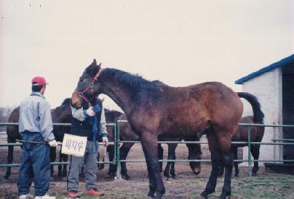 ����Į ����