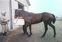 ����Ʈ���� (PERFECT WINNER) ����