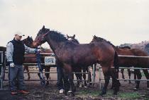 ��ǳ��� (SUNPUNG DAEGIL) ����