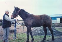 �����帲 (ANGEL DREAM) ����