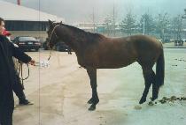 ĳ���� (CHARACTER) ����