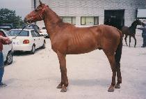 �̵��ʵ� (MIDFIELD) ����