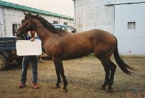 ���� (HEAD MAN) ����