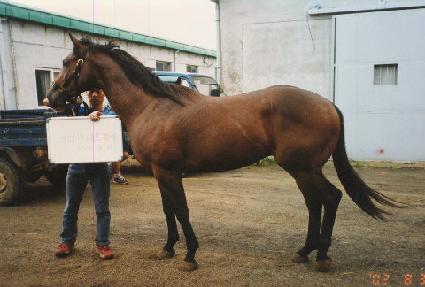 ���� ����