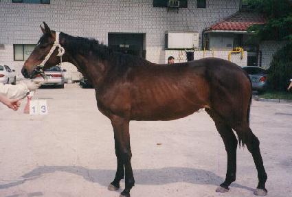 �����Ǻ� ����