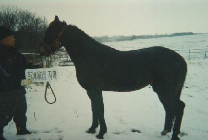 ���� ����