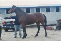 ���� (SEOBONG) ����