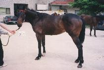 ��ũ (MONARCH) ����