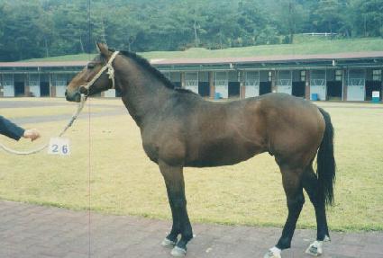 ������� ����