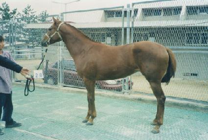 ��罴 ����