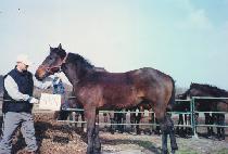 �ɼ� (NEUNGSO) ����