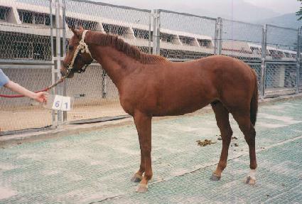 ����Ƽ�� ����