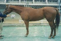 ���ҽ� (SAEMSOSEUL) ����