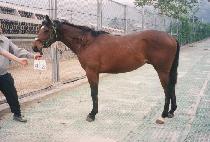 ����ʿ� (SANGSANGCHOWOL) ����