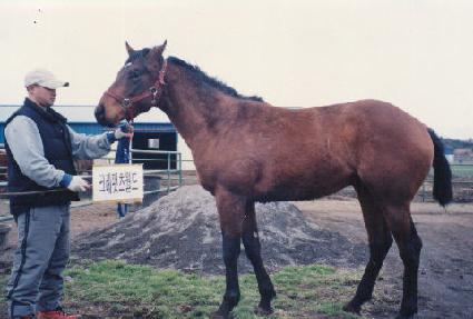 �¸����� ����