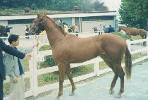 ��󺸰� (BRAVO GIRL) ����