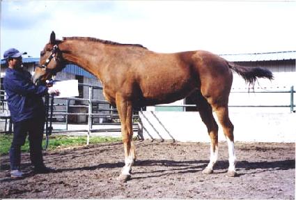 ������ ����